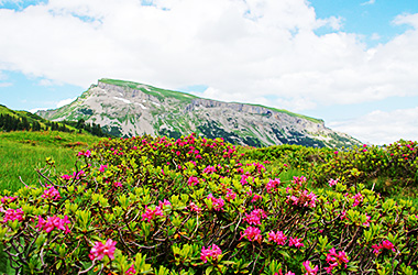 Sommer im Kleinwalsertal
